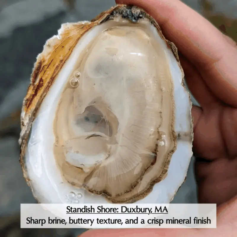 Hàu sữa Pháp size lớn