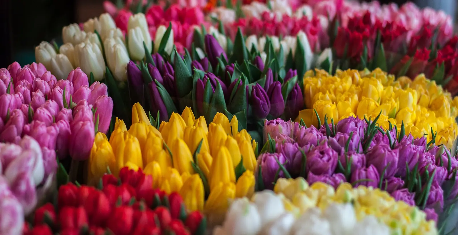 Tulip tươi vừa về cho góc nhà rực rỡ.